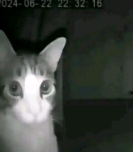 2026-02-02-03-56-20-1770004580191