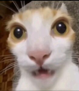 2026-02-05-04-44-44-1770266684214